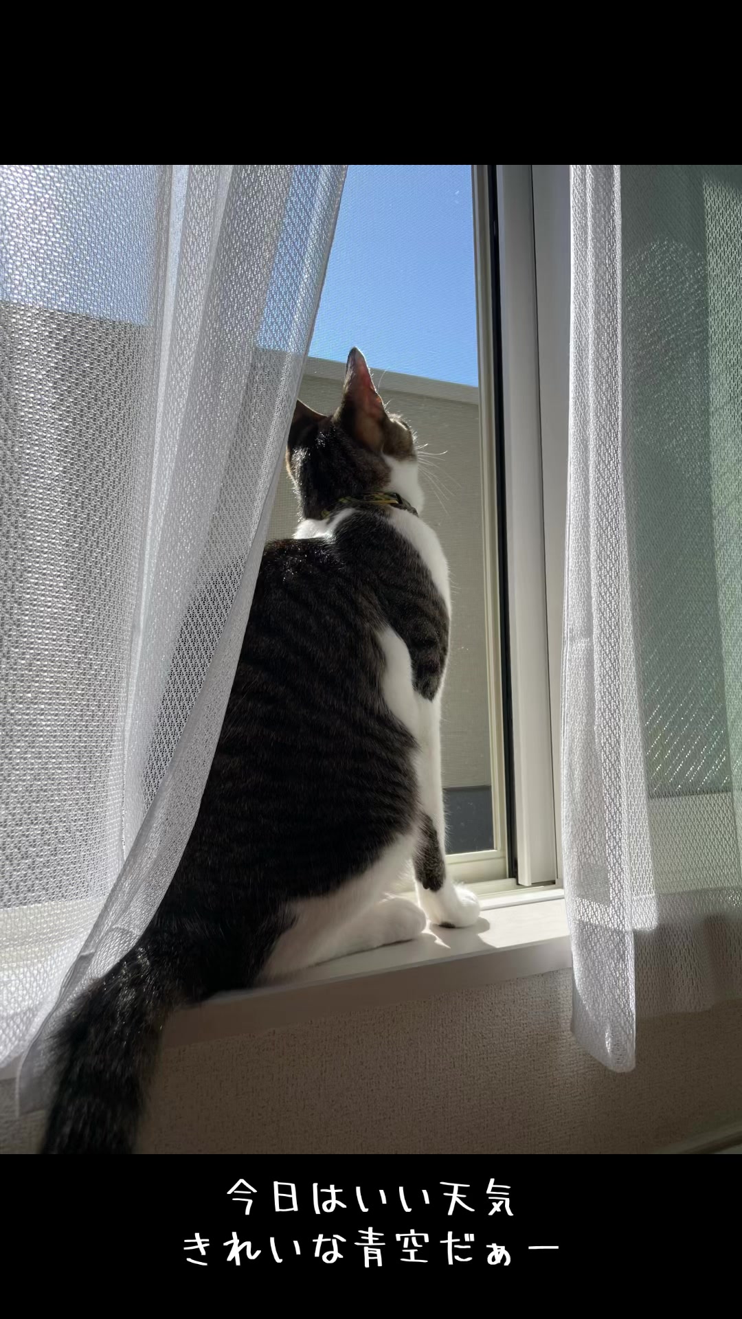 @ねこまみれ
