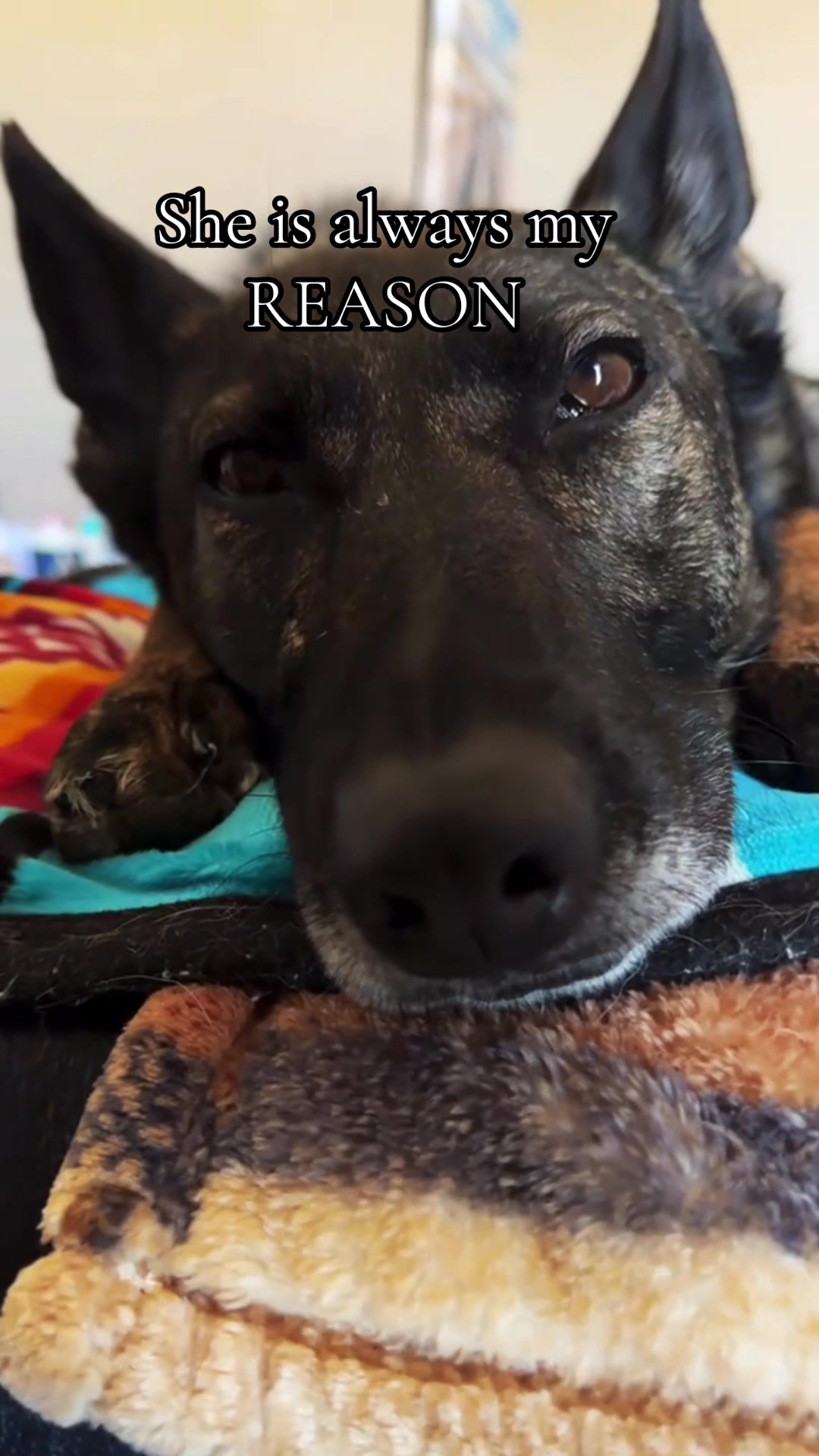 @K9 Dina