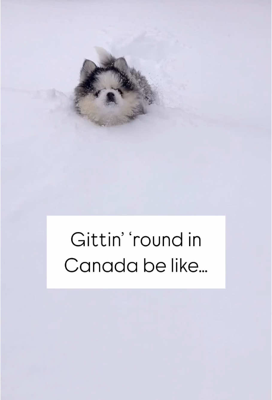 @Ontario Pomsky Puppies