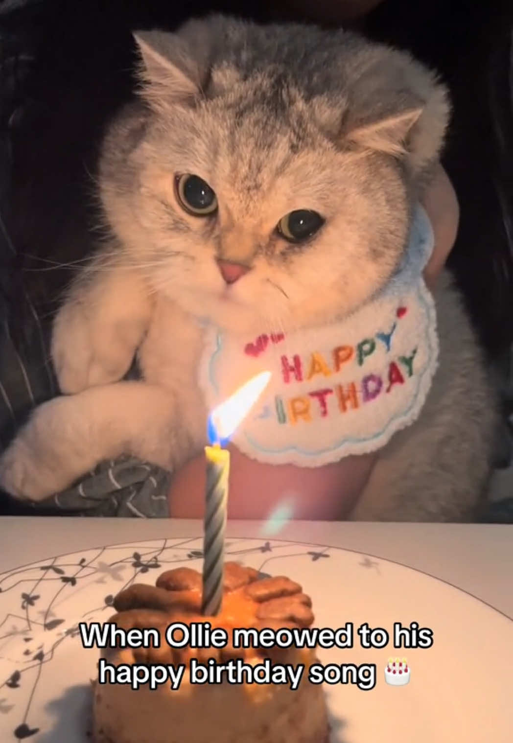 @Ollie the Cat