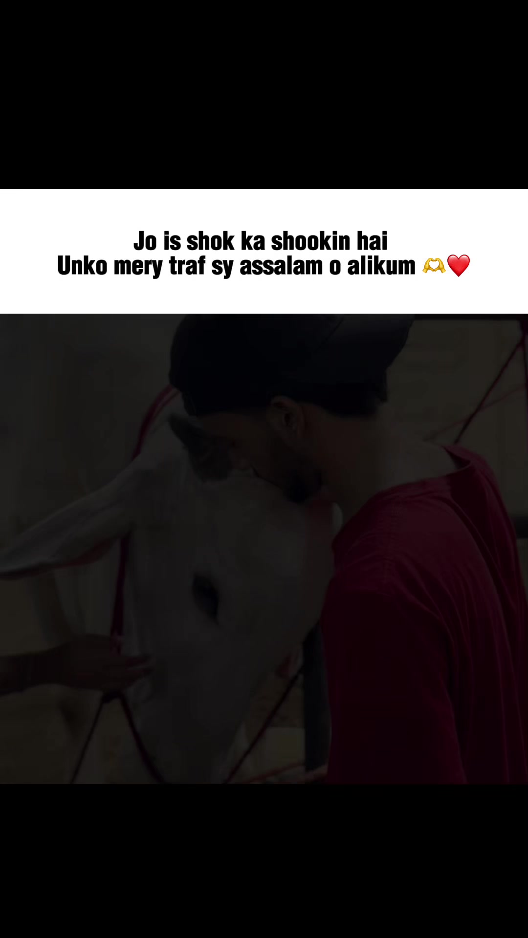 @Cattle_Guy’s
