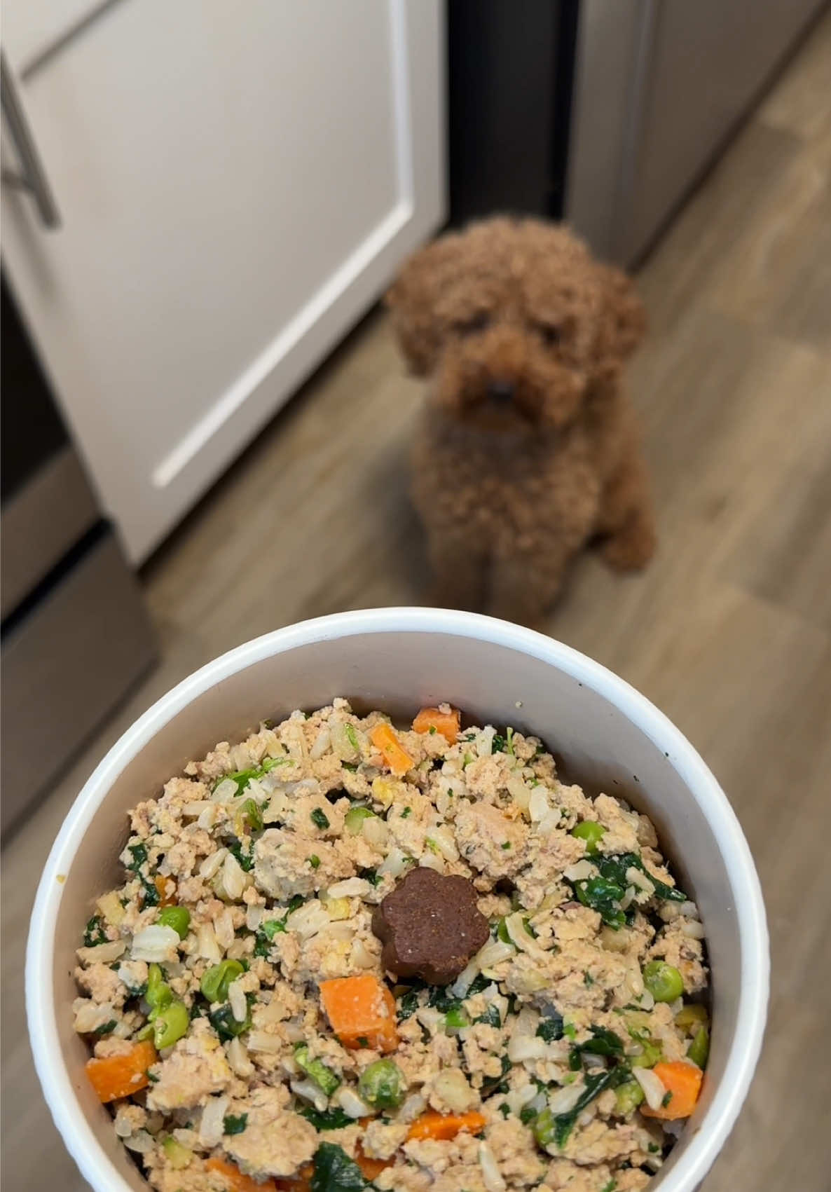 @Daily Dog Bites