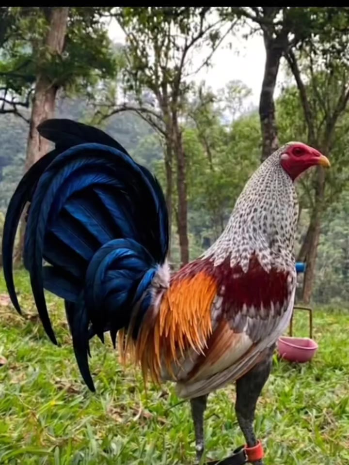 @Gamefowl Story