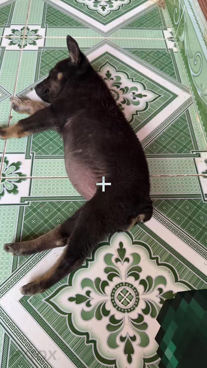 @Pet❤️🔥