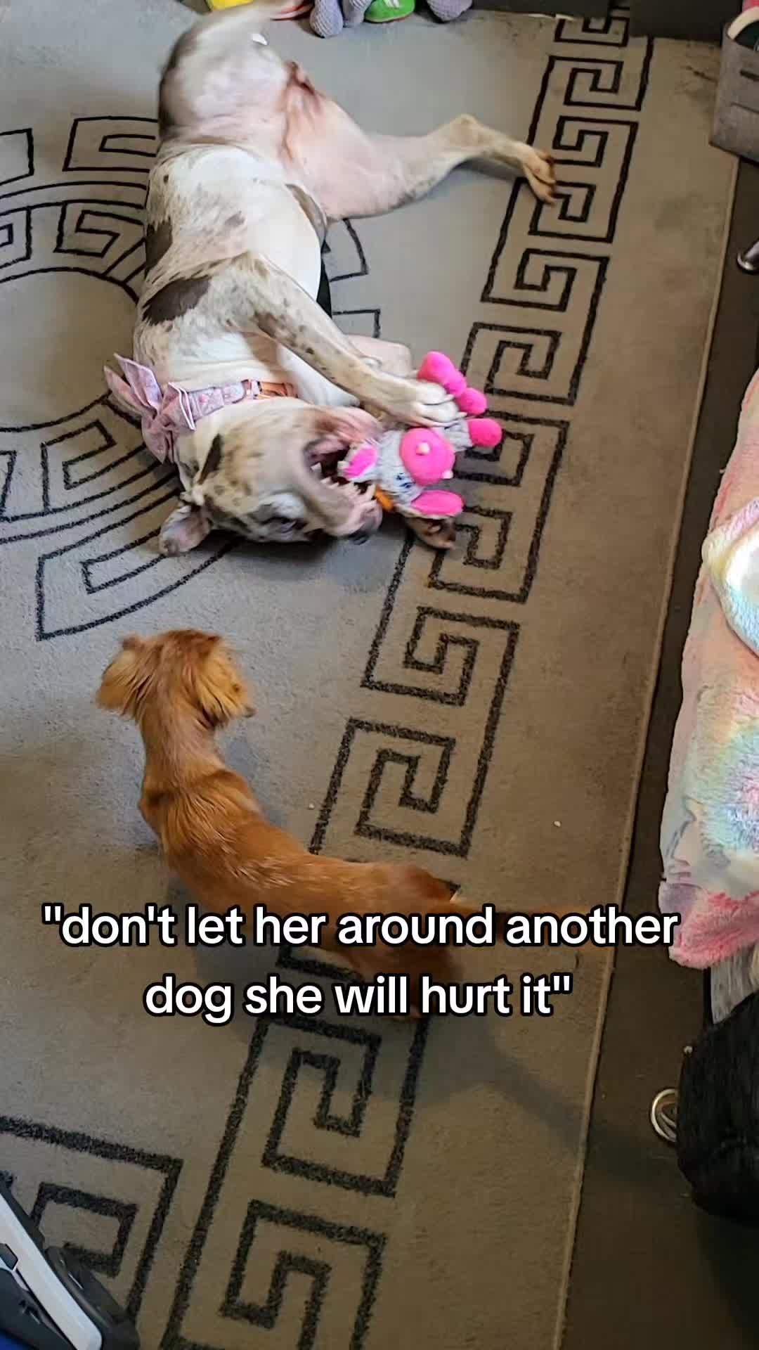 @kirsty+starlight the xl bully