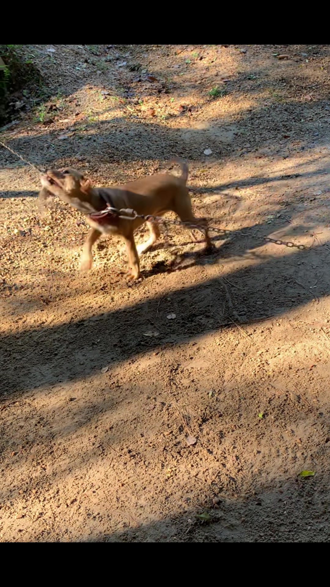 @LPKkennels