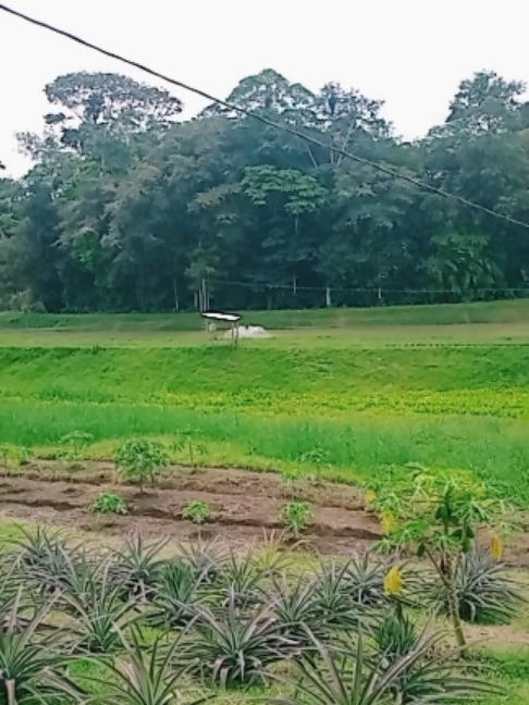 @acua agro