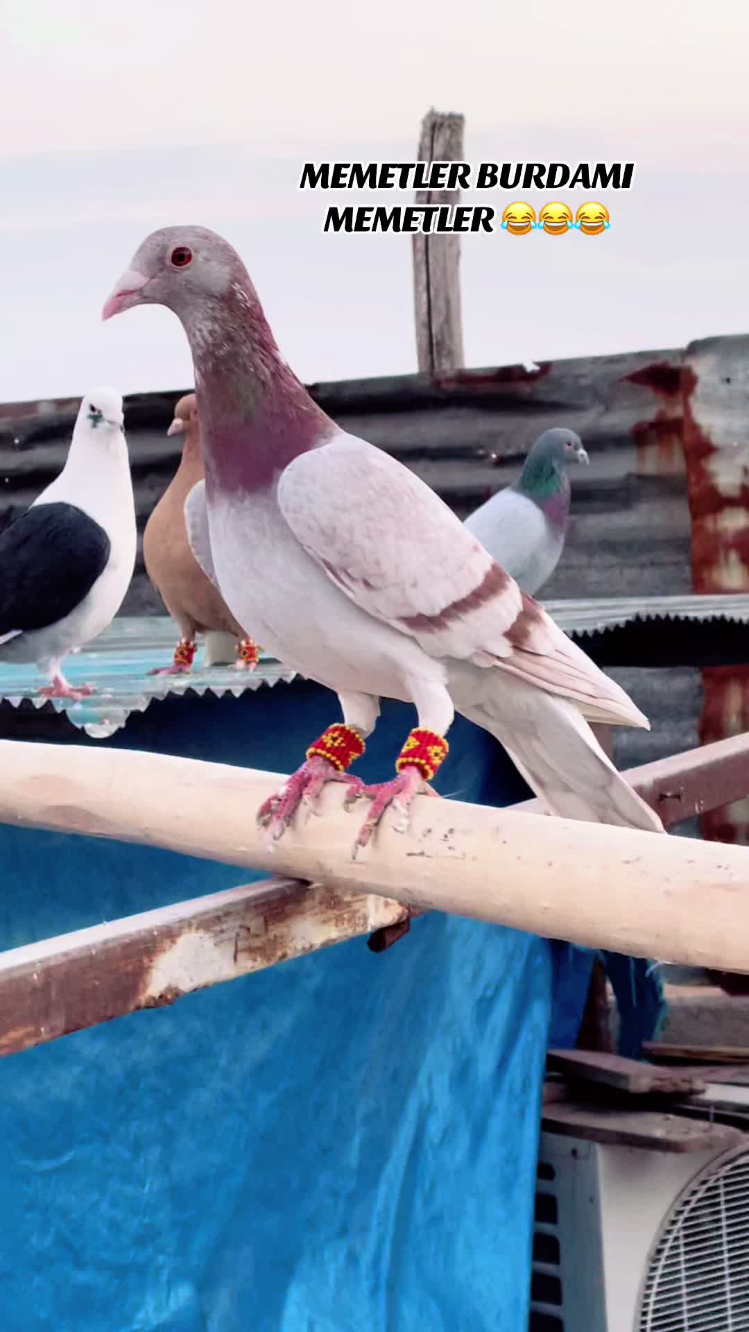 @🕊️Elvancı Celal 🕊️