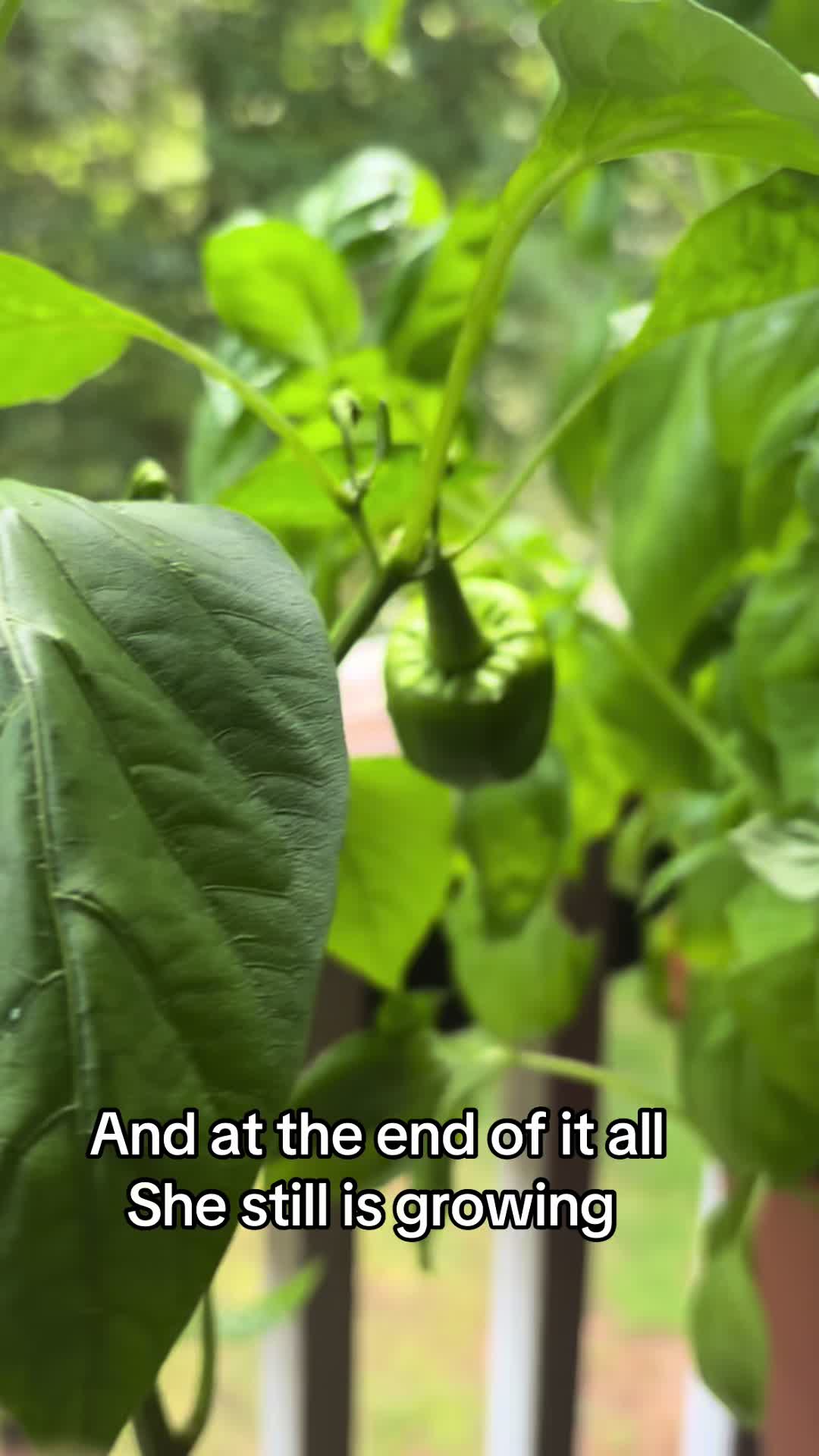 @The Ghost orchid