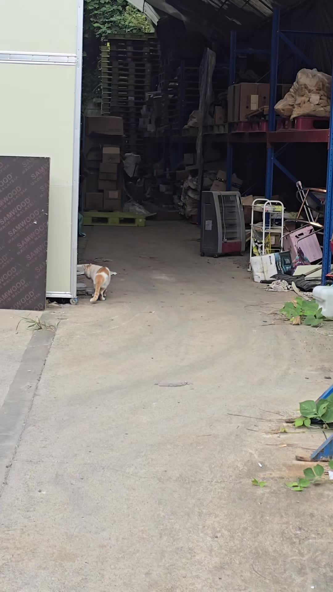 @고양이 형아