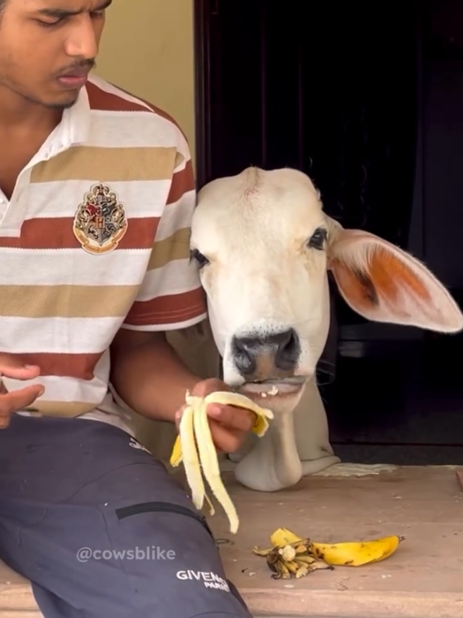 @cows_b_like