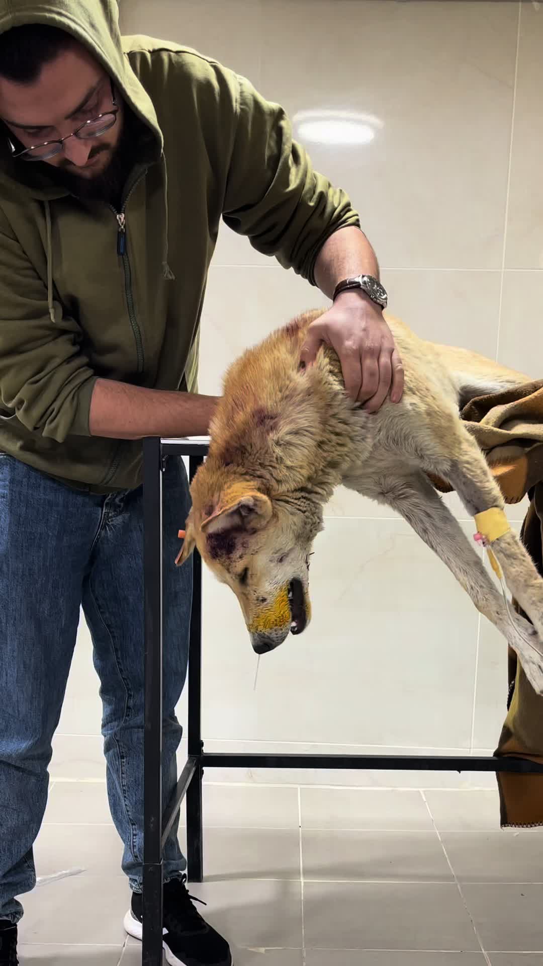@Dr. Rami Awwad (vet)๐ถ๐ฑ