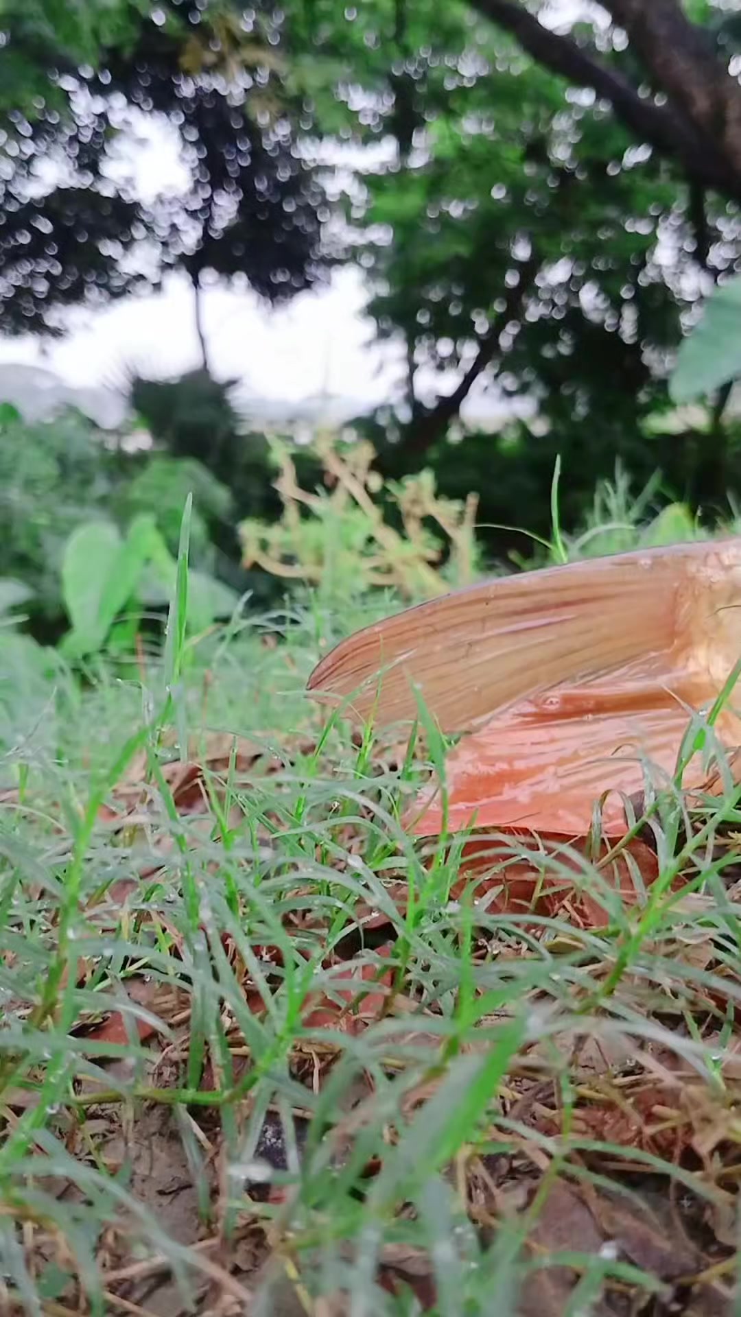 @সুজন মিয়া