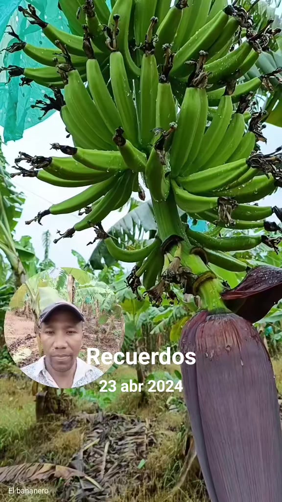 @Agricultura Banano y Plátano