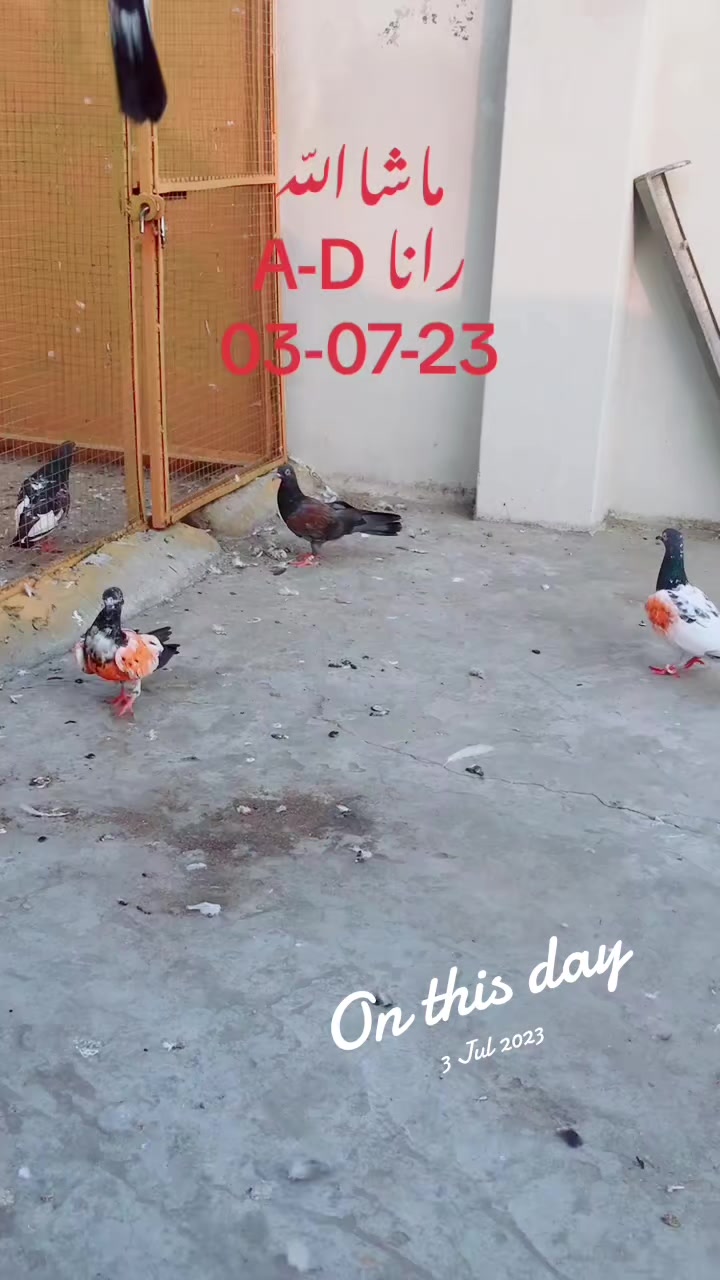 @RanaAdi302