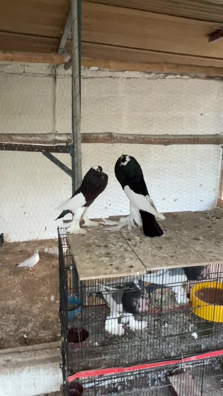 @quality.birds.ajk
