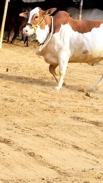 @Master Cattle Farm