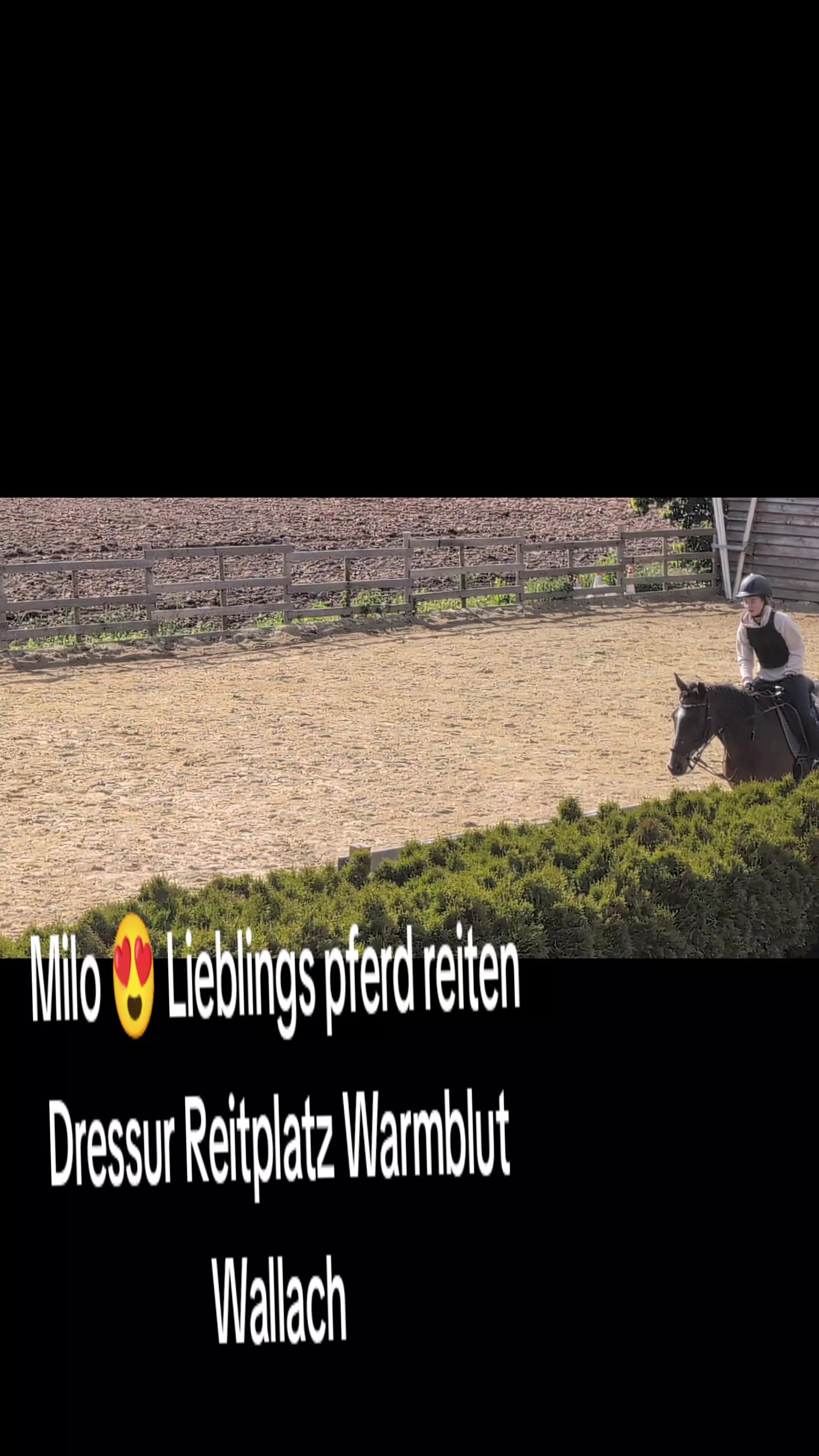 @Steffis_horse_world