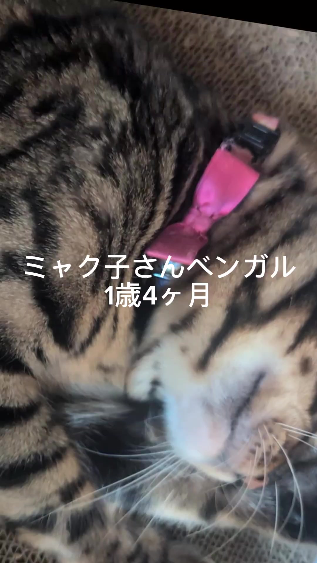 @すいぬこ😻