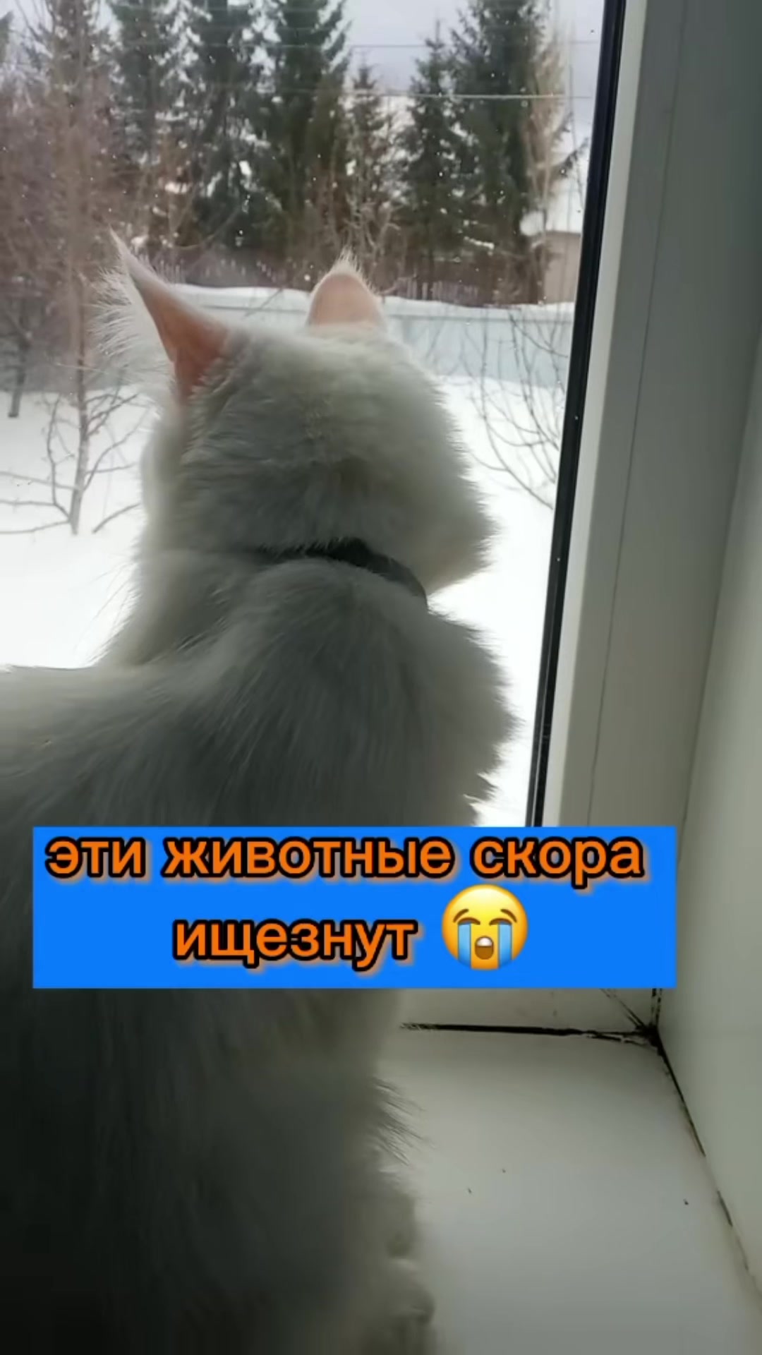 @💗🐰Ласка🐰💗