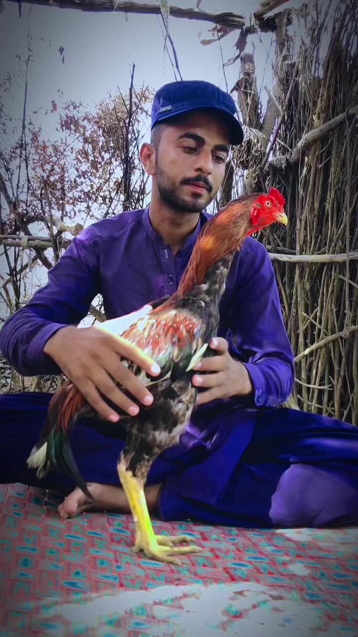 @بادشاہ اصیل گروپ جب 🔥♥️