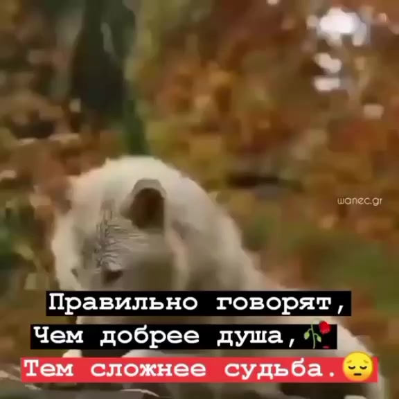 @Arsencik