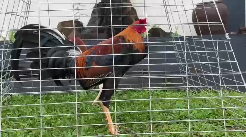 @NICK GAMEFARM