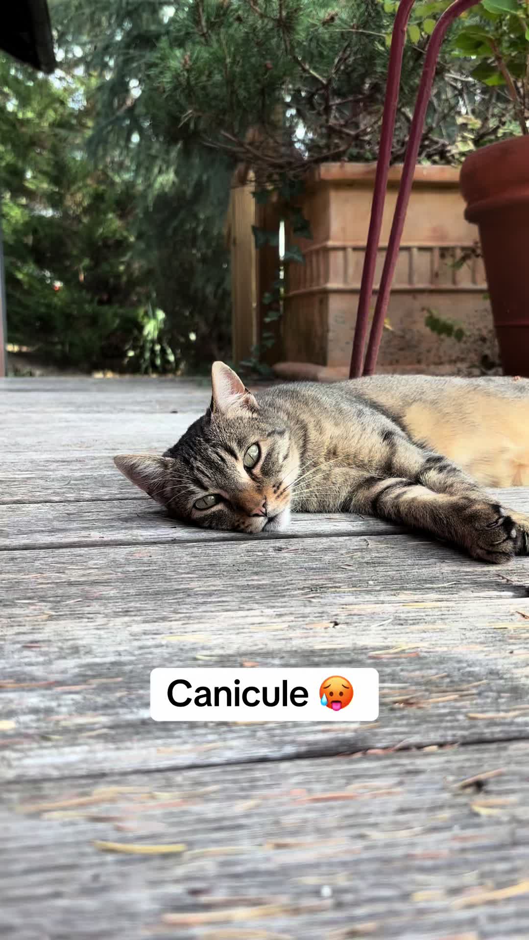 @Bulle la chatte 🐈