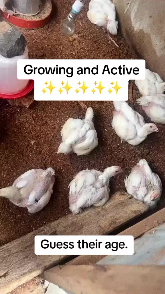 @AgroFount