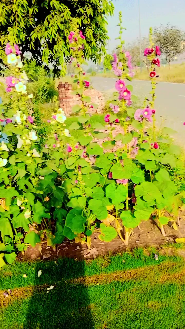 @Asif Ali Jutt
