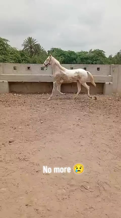 @@𝙂𝙍 𝙃𝙤𝙧𝙨𝙚 𝙁𝙖𝙧𝙢 🐴