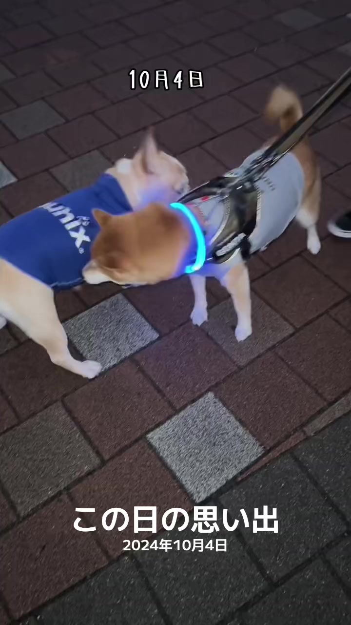 @ごん太