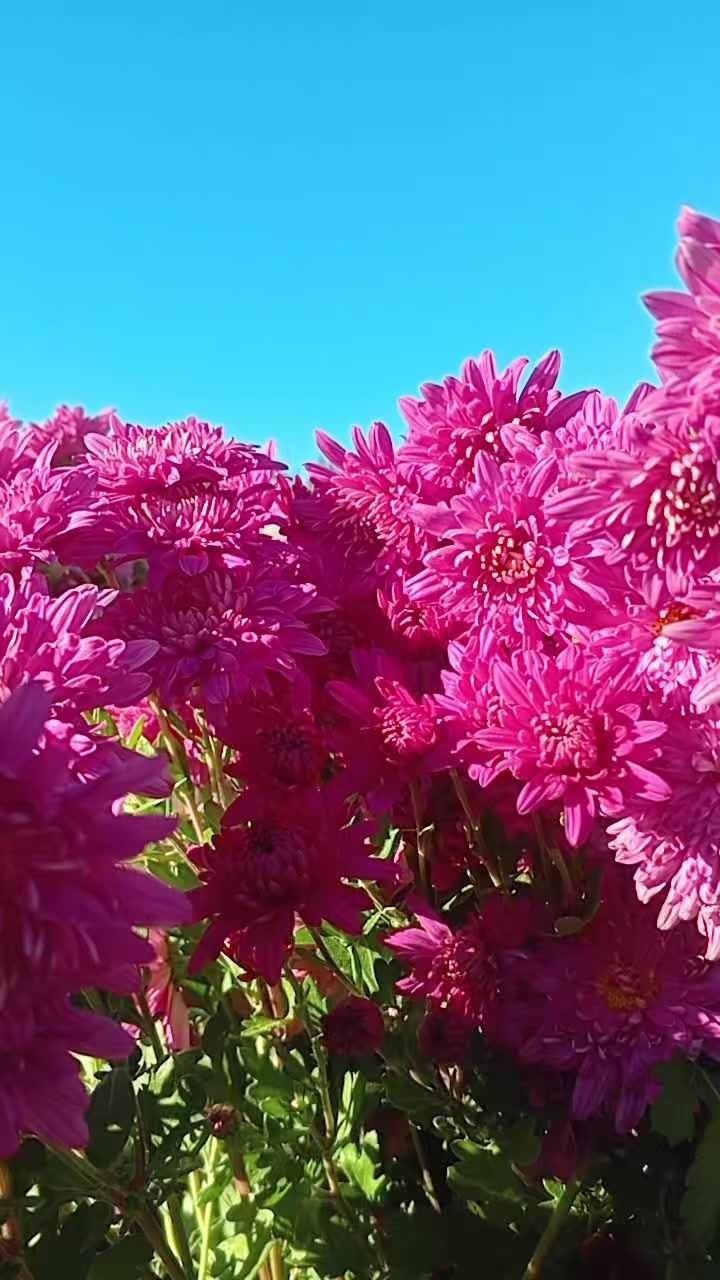 @Окся 🌼🌼🌼