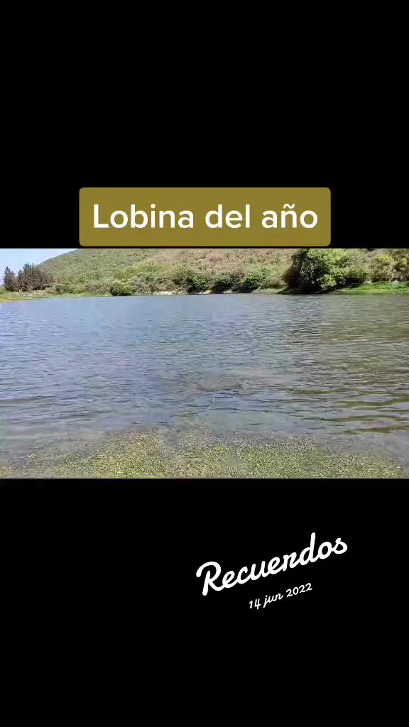 @soy 🐟SALADO🎣
