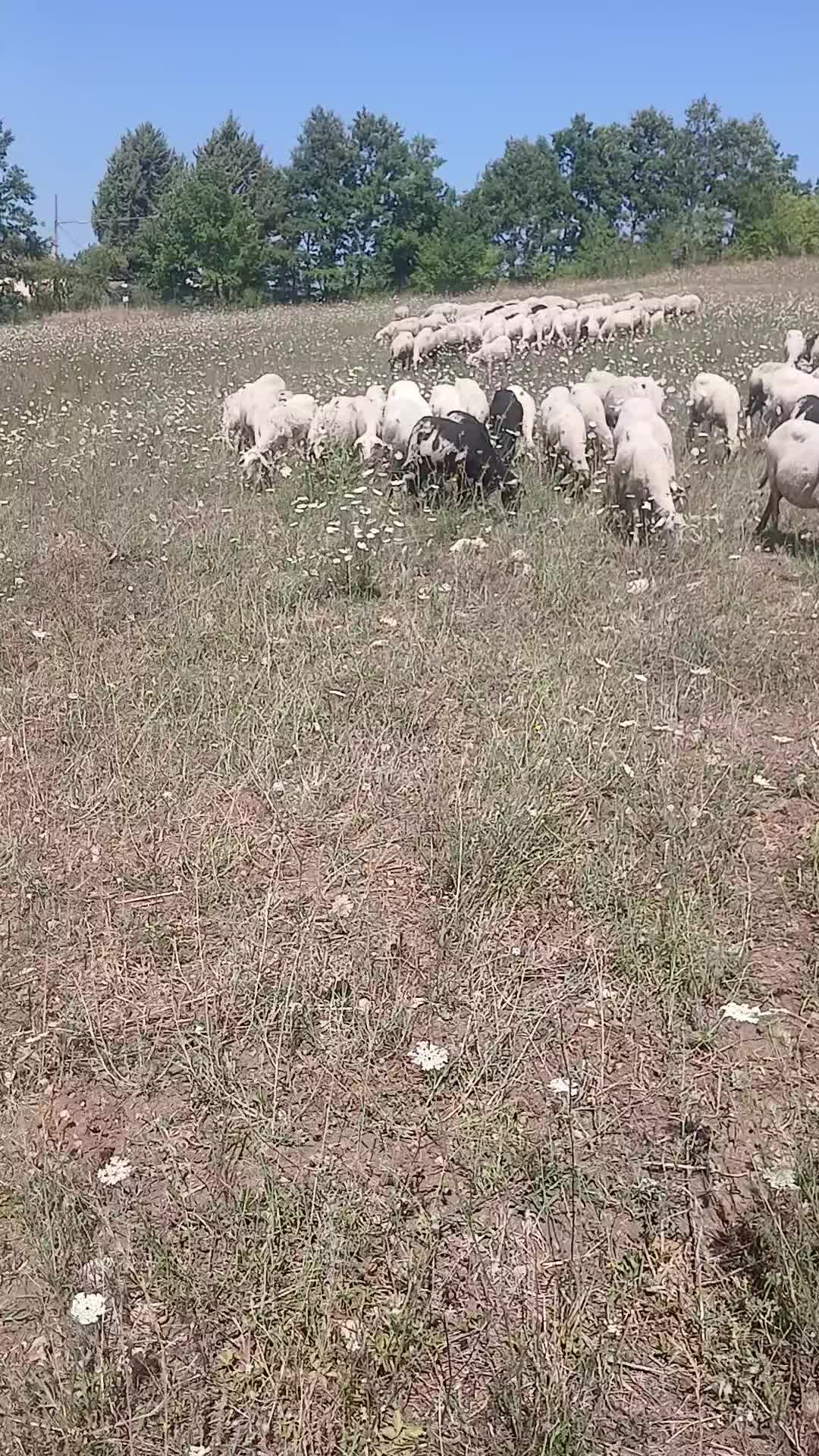 @Amato della vecchia