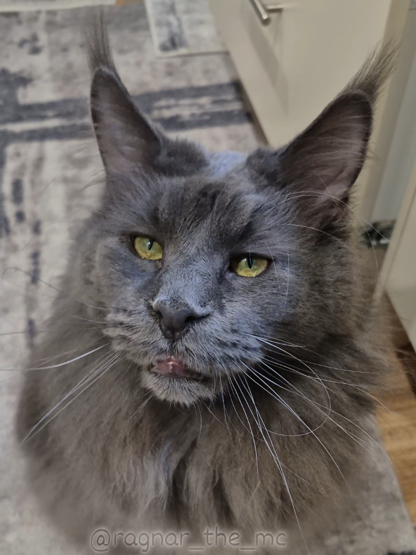@Ragnar the Maine Coon 🐈