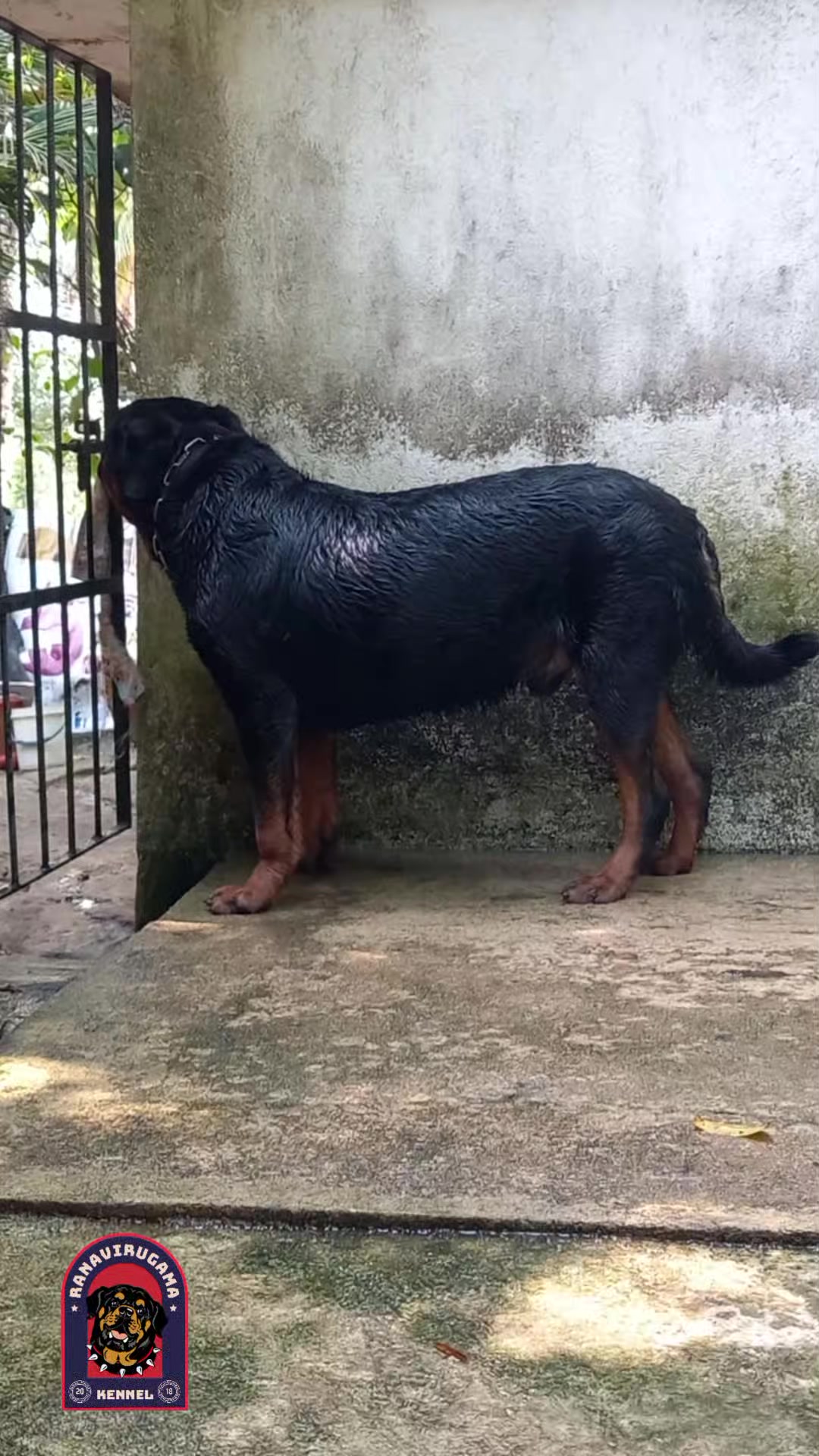 @Ranavirugama Kennel