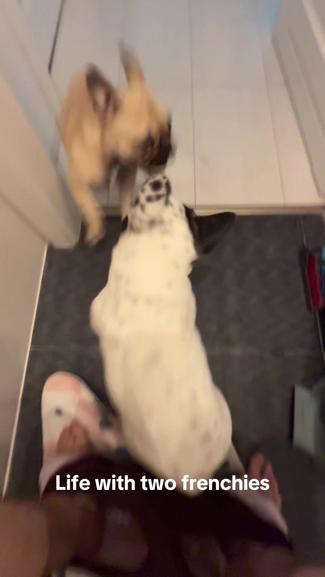 @тгк sibirskytg
