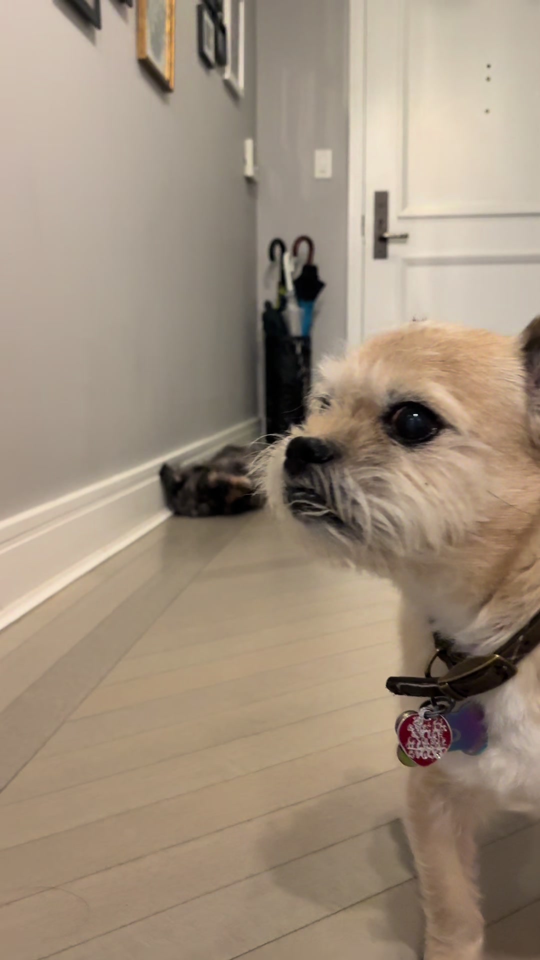 @gens_pups