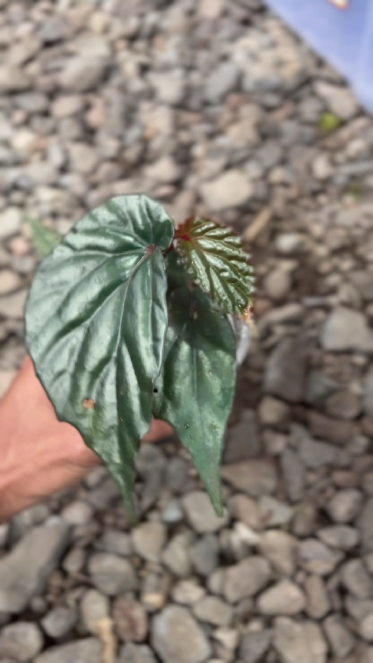 @Wildan Plantshop