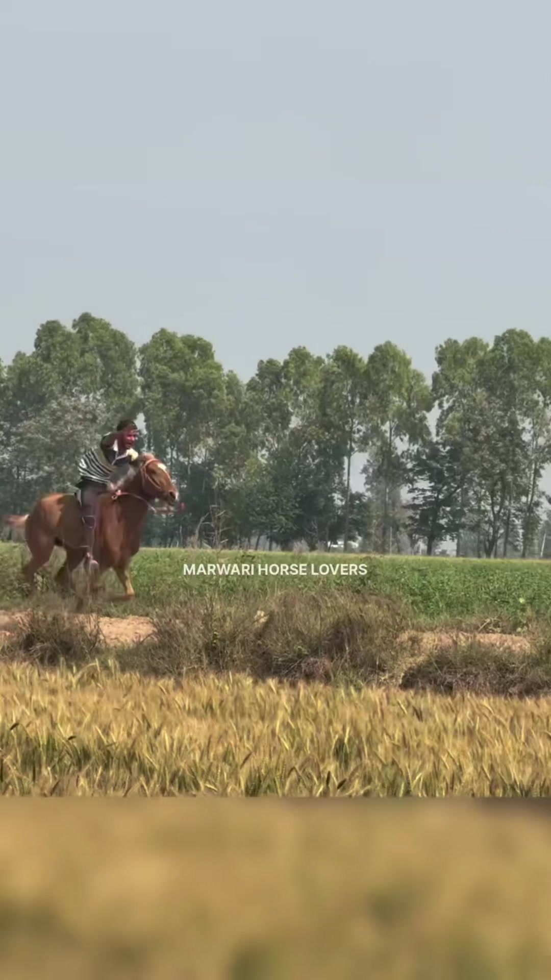 @🏇 MARWARI HORSE RACING 🏇