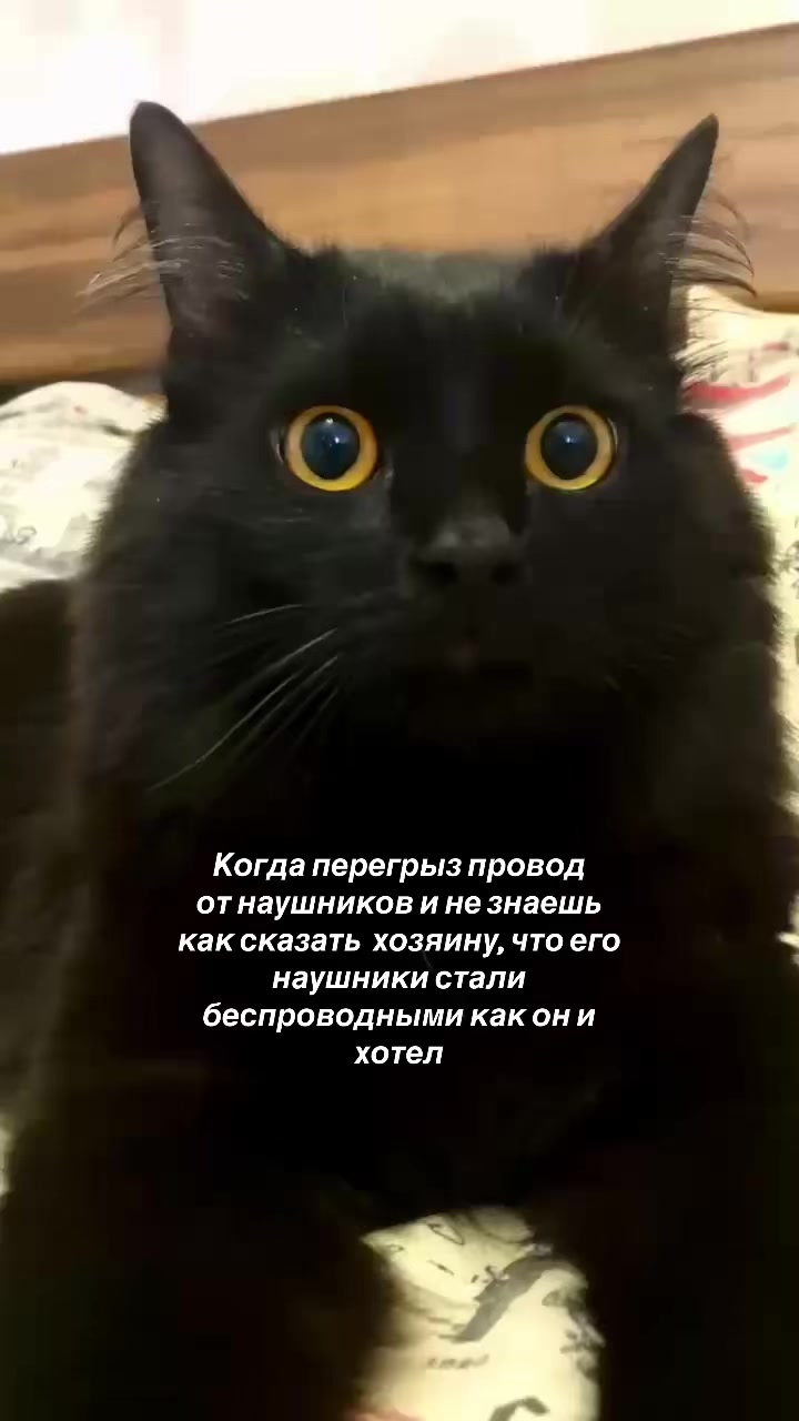 @Хвостатые бандиты🐈⬛🐈
