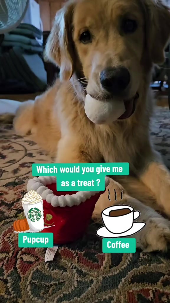@🐶Griffin
