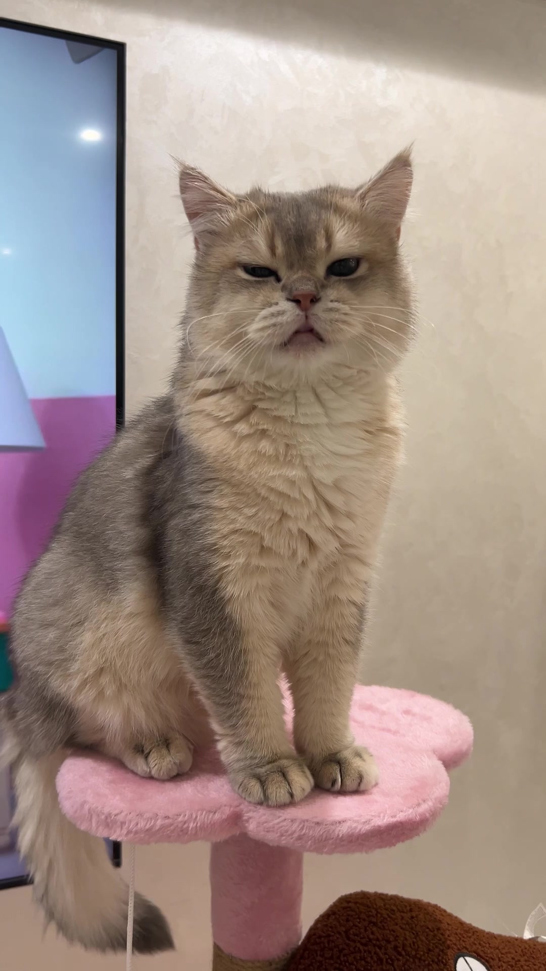 @kittens_uz