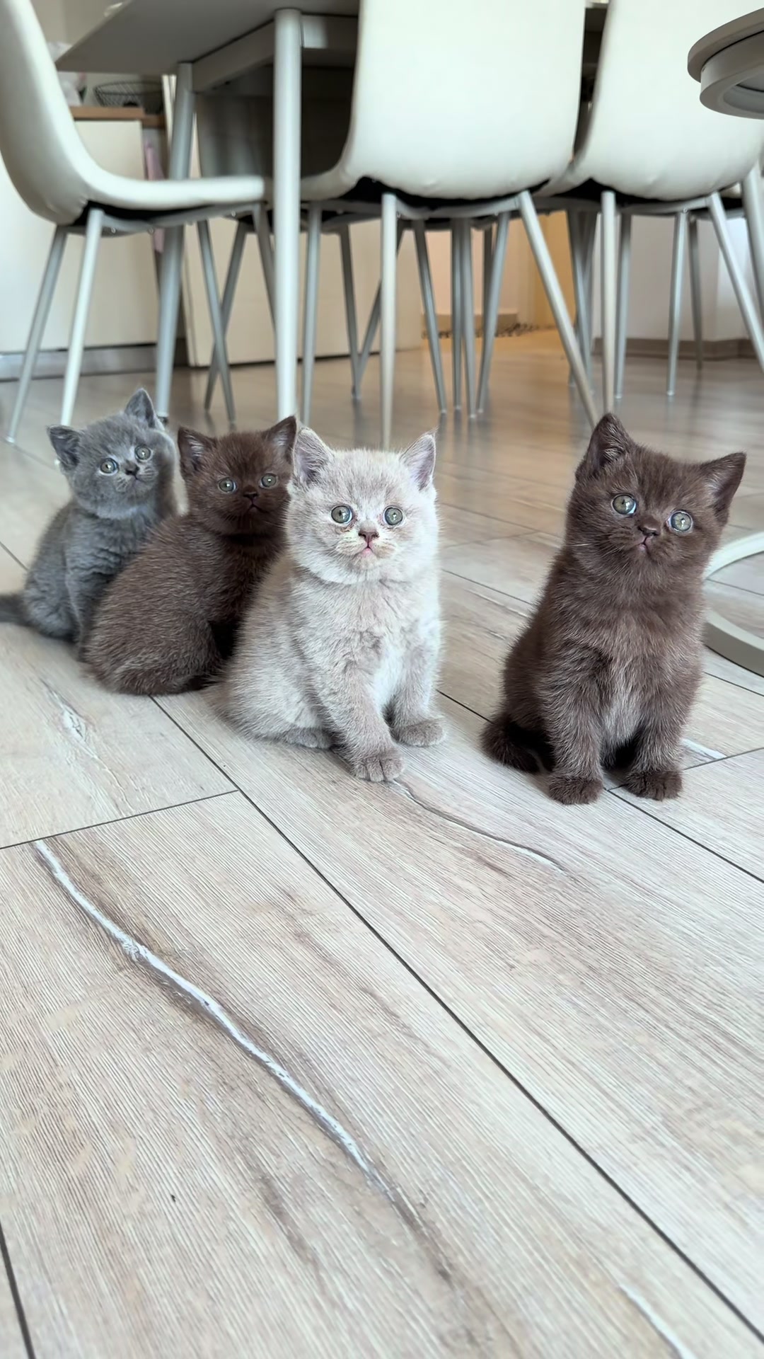 @Lako’s_british_cattery