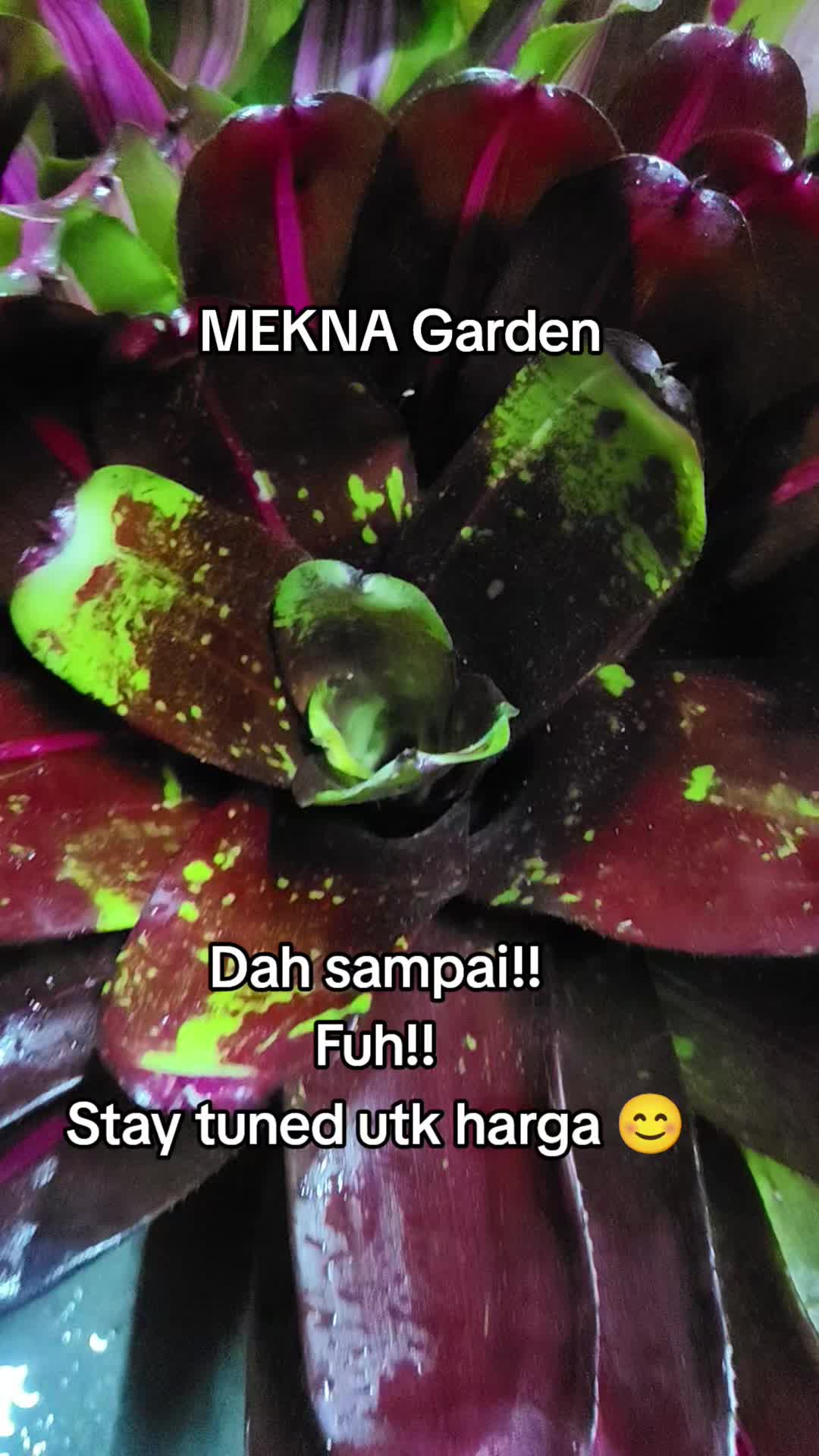 @MEKNA Garden