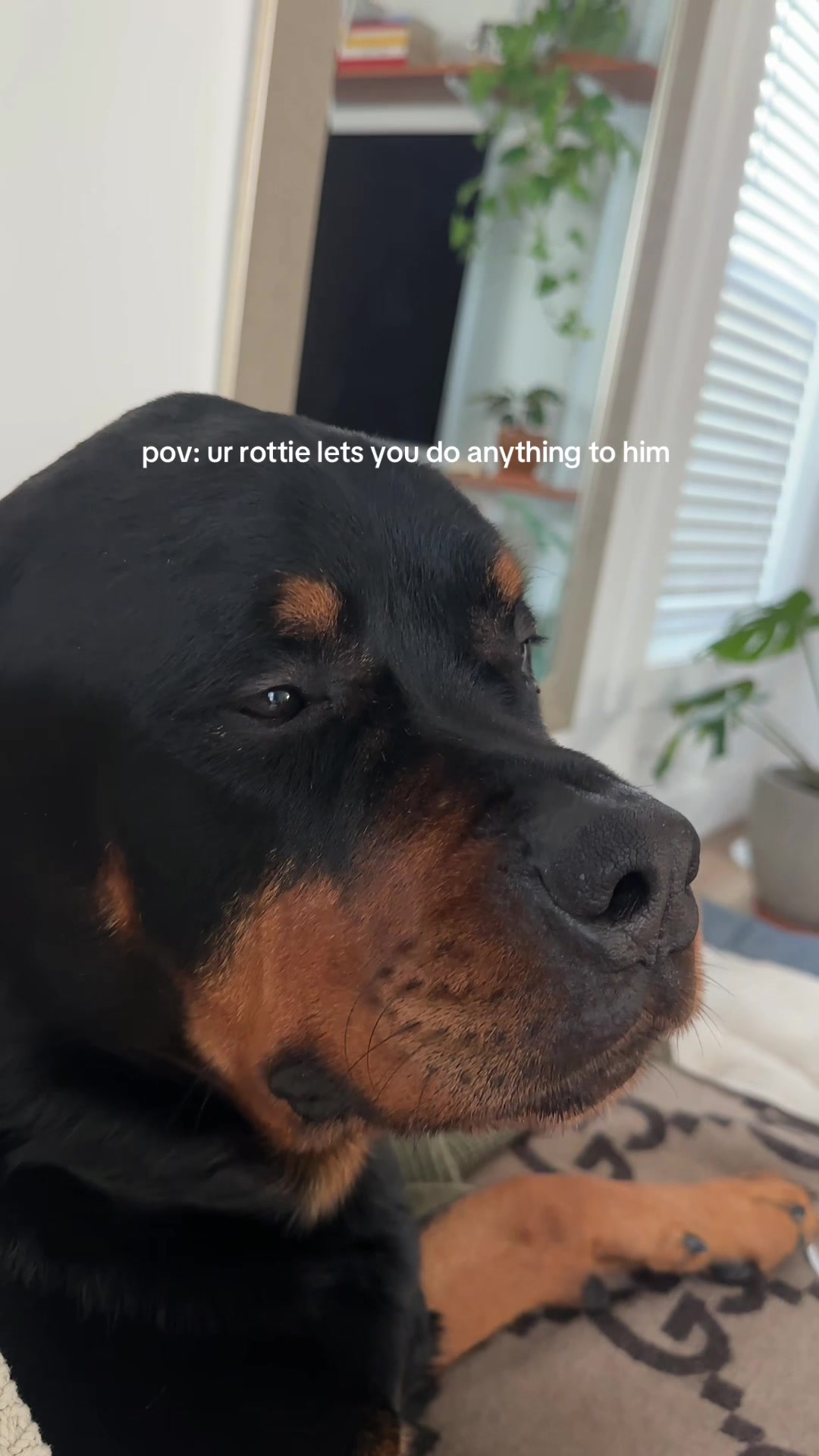 @Moose The Rottie