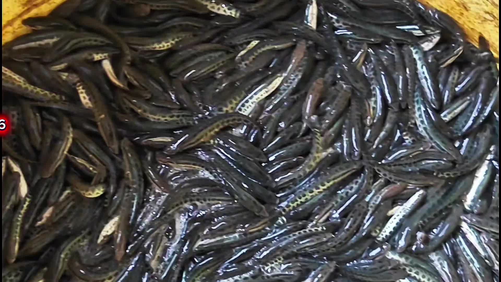 @Cá Chuối Hoa