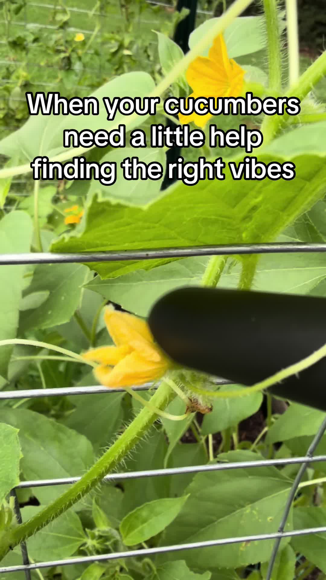 @BIGCOOP