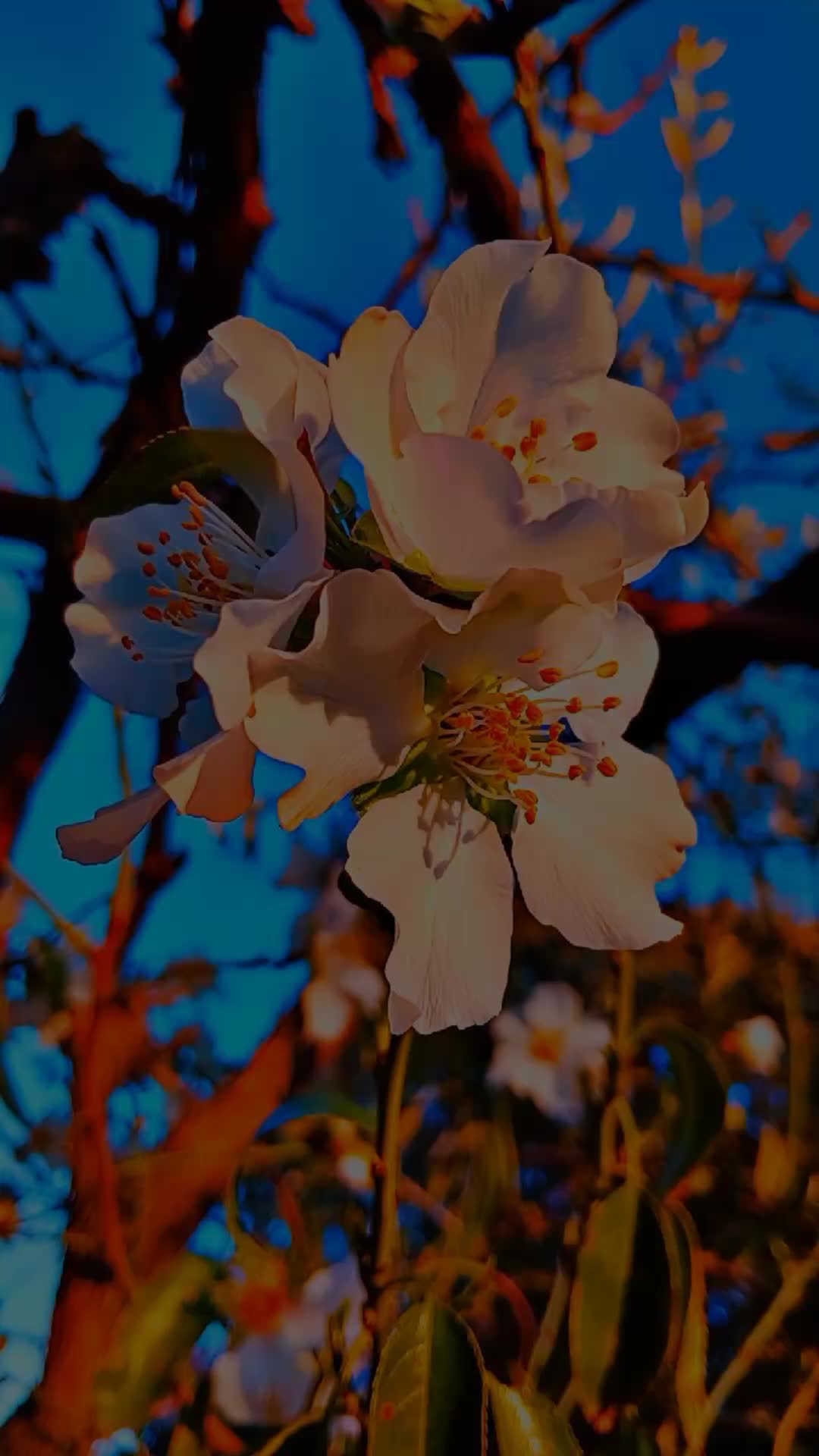 @اللهم عليك توكلت